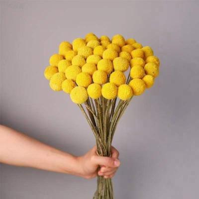 China 3hlink Natural Natural Craspedia Preserved Flower Bud Eternal Colored Billy Dry Golden Ball For Home Decoration for sale