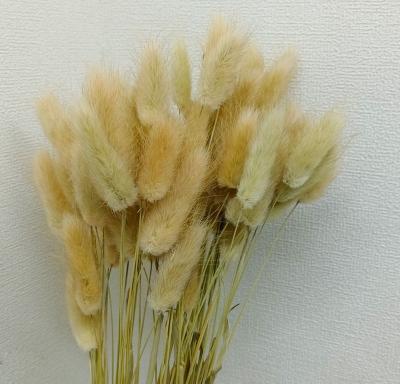 China Natural Touch Preserved Eternal Black White Natural Dry Bridal Bouquet Lagurus Ovatus Bunnytail and Rabbit Tail Grass Home Wedding Decoration for sale