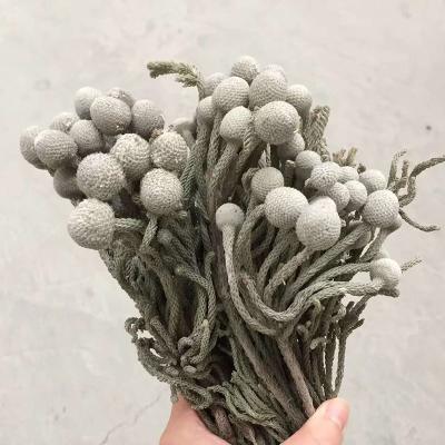 China Forest Natural Bouquet Preserved Dried Natural Touch Small Beans Coral Eternal Pepper Fruit For Home Decor Diy Nordic Flower Arrangement for sale