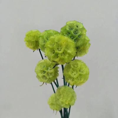 China 3hlink natural touch real touch everlasting dry preserved flower pristimera preserved sunshine windmill fruit flower arrangement for decor for sale