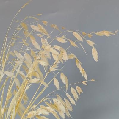 China 3hlink Diamond Grass Small Pan To Touch Natural Grass Dried Real Preserved Bleached Chasmanthium Latifolium For Decoration/Home/Wedding Flower for sale