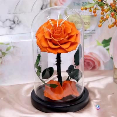 China Luxury Little Prince Living Preserved Rainbow Rose Flowers In Ornament Glass Dome Cover With Stabilized for sale