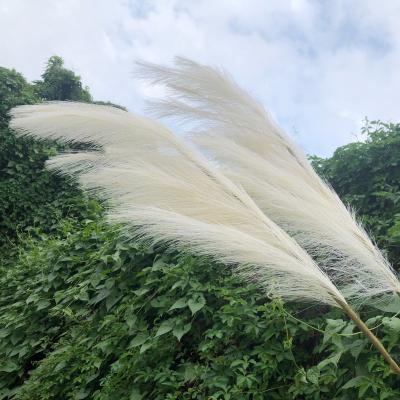 China 3HLINK touch natural white beige artificial reed bleach artificial pampas grass fluffy large dry flower for wedding home decoration for sale