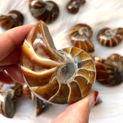 China China Natural Nautilus Shell Parrot Conch Ammolite For Fossil Decoration for sale