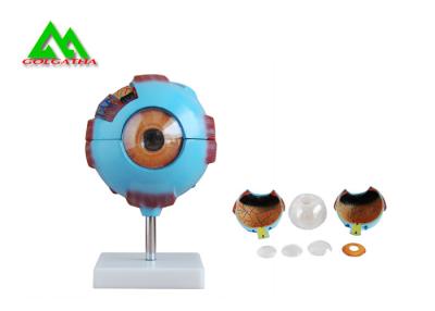 China Medisch 3D Anatomisch de Anatomiemodel van de Oog Model, Menselijk Oogappel Te koop