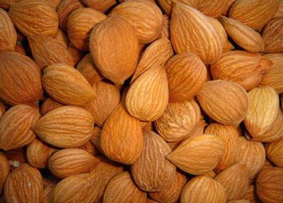 China Apricot  Kernels for sale