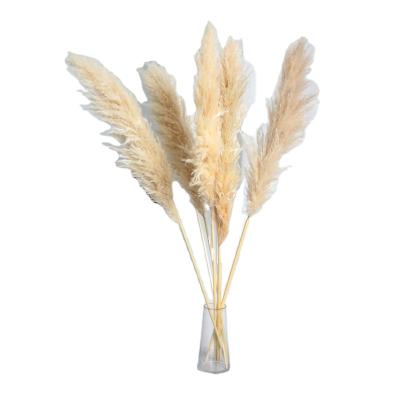 China GIGA Large Flower Pampas Grass Decor Primary Colors Environmental Friendly Northern European Dry Reed for sale