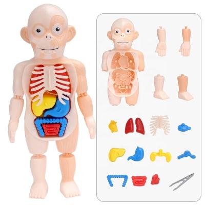 China Plastic Montessori 3D Puzzle Human Body Anatomy Organ Model Educational Learning Body Organs Assembled Teaching Tool Kids Baby Toy for sale