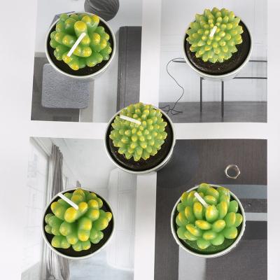 China Cement Basin With Green Candle Plant Amazing Succulent Floating Birthday Candles for sale