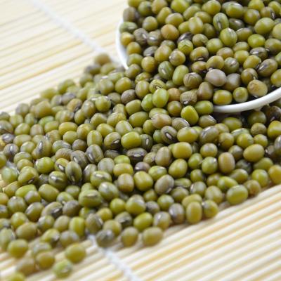 China Medium beans year round availability myanmar green mung bean grain vigna the export northeast mung beans for sale