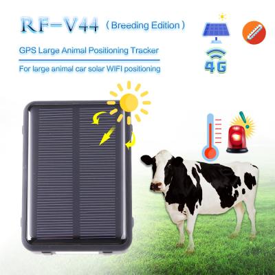 China 4G long battery RF-V44 cow gps tracking device for temperature accuracy and solar power waterproof real-time gps trackin for sale