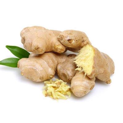 China New Harvest Wholesale Fresh Ginger Best Price Chinese Ginger Export Ginger for sale