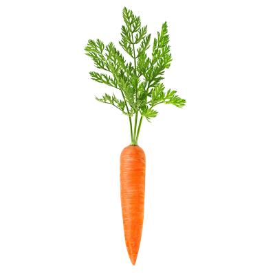 China Best price china fresh high quality fresh carrots new cultivation fresh carrots vegetable for sale