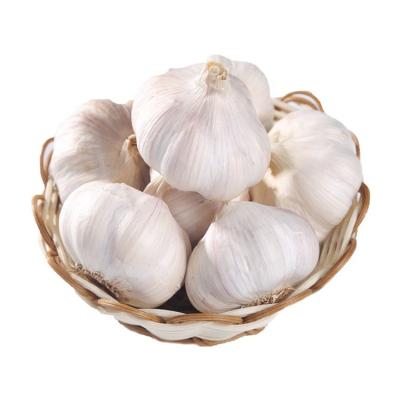 China 2021 Specification 4.5cm 5.5cm Chinese 4p 5p 6p Garlic Color Healthy Pure Natural White Chinese 4p 5p 6p Pure White Vegetables 6.0cm Fresh Garlic for sale