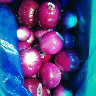 China Wholesale Healthy Chinese Fresh Red Peeled Onion 5cm/6cm/7cm/8cm/9cm Low Price Shandong Red Purple Fresh Peeled Onions for sale