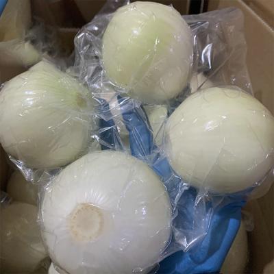 China Healthy Fresh Peeled Onion 9cm 8cm 7cm 5cm For Export Cheap Price Chinese White Fresh Peeled Onions for sale