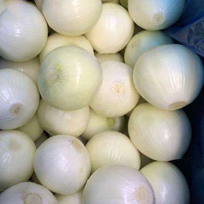 China Healthy Fresh Peeled Onion 9cm Price Cheap Export To Japan Korea Market 10KG Carton Packing Chinese Peeled White Onion for sale