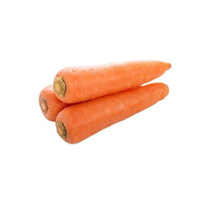 China Best Price Fresh Carrots Chinese New Culture Fresh Carrots Supplier Food Vegetables for sale