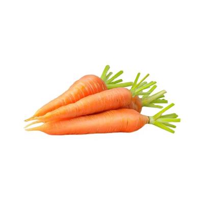 China 2021 New Fresh Crop Shandong Xiamen Origin Chinese Fresh Carrots Export To UAE Singapore Oman Dubai Malaysia Korea Japan Canada for sale