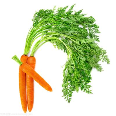 China Fresh Free Sample Other Fresh Vegetables Carrots Food Supplier for sale