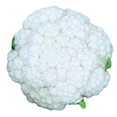 China Factory wholesale export fresh vegetable price cauliflower new cheap healthy Chinese fresh white cauliflower cultivation directly for sale