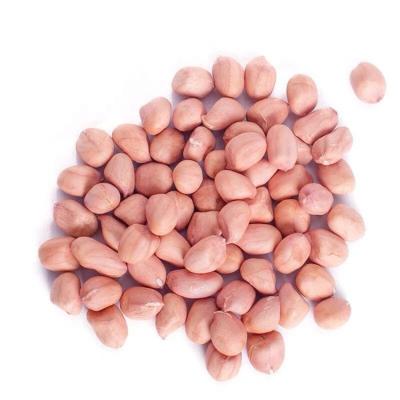 China 24/28 Red Peanut Kernel Dry Raw Peanut Kernels China Shandong 25 Kg Packing High Quality Peanut Seeds 28/32 On Sale for sale