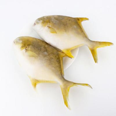 China Low Fat Fish 600-800g Whole Round Deep Sea Cultured Golden Pompano Frozen for sale