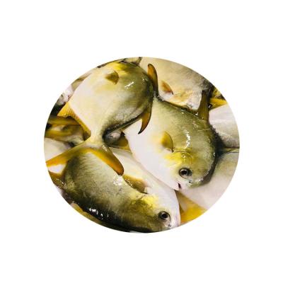 China Whole Deep Sea Seafood High Quality Low Fat Cultured Frozen Nutritional Golden Pompano for sale