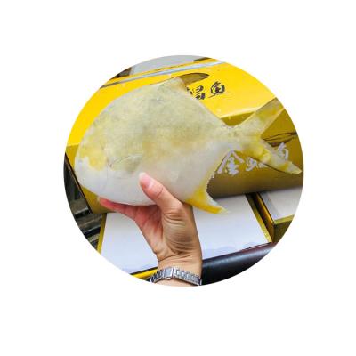 China New Season Deep Sea Golden Pompano Frozen Cultivated Whole Round Golden Pompano Low Fat for sale