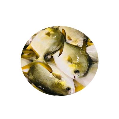 China Fresh Golden Pompano Pompano Fish IQF Low Fat Factory Best Price Frozen Golden Fish for sale