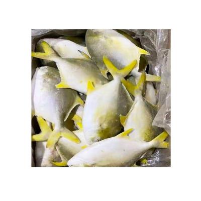 China Organic Good Quality Competitive Frozen Aquatic Products Golden Pompano Fish for sale