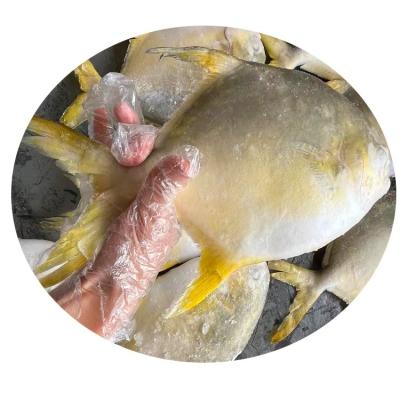 China China Organic Frozen Farm Seafood Golden Rais Pompano Supplier for sale