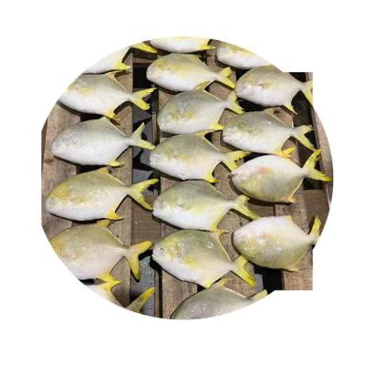 China NATURE'S Best Selling Seafood IQF Pigtail Fish Nutritious Frozen Golden Pompano Fish for sale