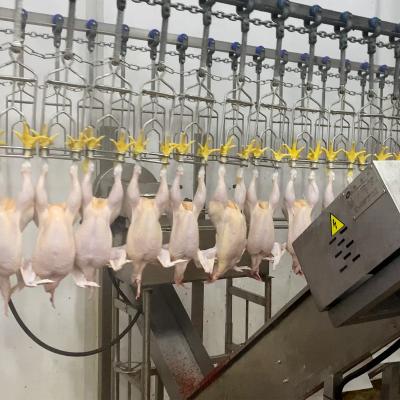 China POULTRY Good Sale Halal Poultry Slaughtering Equipment For Poultry Slaughterhouse for sale