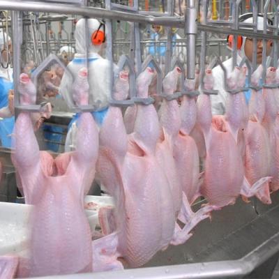 China POULTRY 500BPH 1000BPH Chicken Slaughterhouse For Sale for sale