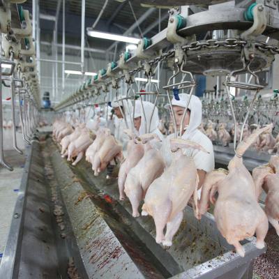 China Customized Slaughter Line Qingdao Raniche Meat Processing Plant Grades Equipment Duck Chicken Slaughterhouse Slaughterhouse for sale