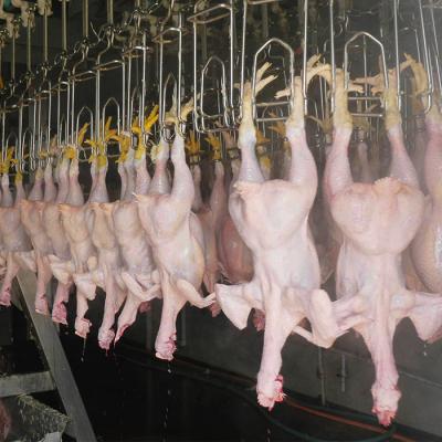 China Customized Colder Slaughtering Line Qingdao Raniche Poultry Slaughterhouse Slaughterhouse Supplies for sale