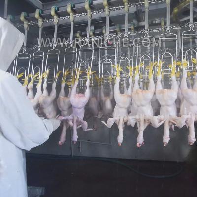 China Customized Slaughter Line Qingdao Raniche Chicken Plucking Machine Slaughtering Equipment For Sale Poultri for sale