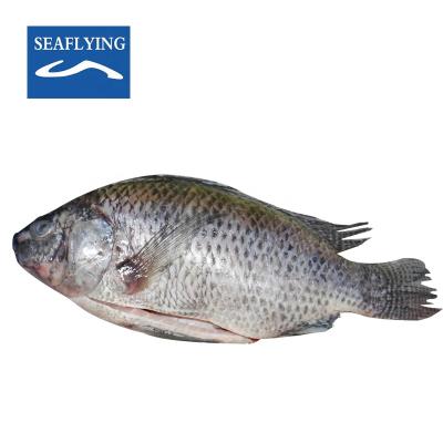 China FROZEN tilapia gutted and scaled orgnic cultured fish for sale