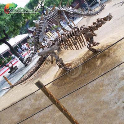 China Attractive Life Size Dinosaur Fossil And Skeleton Reproductions Of Attraction for sale