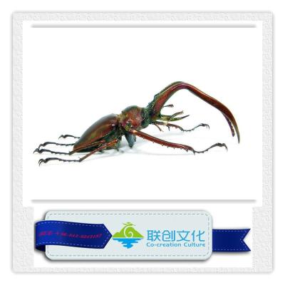 China Attraction robotic insect, realistic insect, mechanical insect for sale