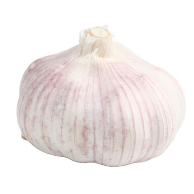 China New Fresh Culture With 450 Mm High Quality Chinese Pure White Garlic Wholesale for sale