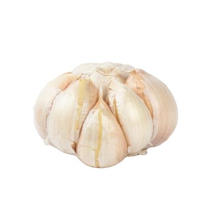 China New Fresh Culture With 550 Mm High Quality Chinese Pure White Garlic Wholesale for sale