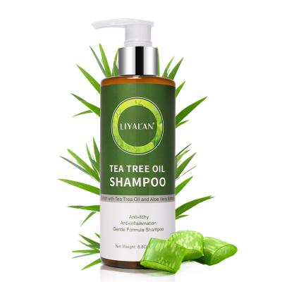 China Color-protecting Anti Dandruff Hair Loss Shampoo Anti Hair Care Herbal Tea High Quality Irritating Inflammatory Natural Organic Tree Oil for sale