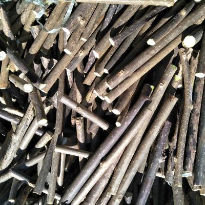 China YH05 MU liao 0.5-0.7dia liao 0.5-0.7dia Pure Natural Stick Viable SilverVine Cat Teeth Tool Actinidia Polygama Cleaning Rod for sale