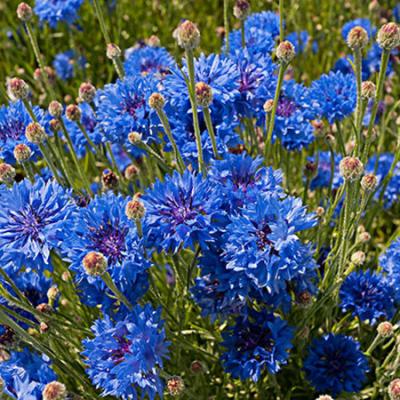 China 4027 dry flowers shi che ju dried flower blue cornflower healthy tea dried cornflower for tea for sale