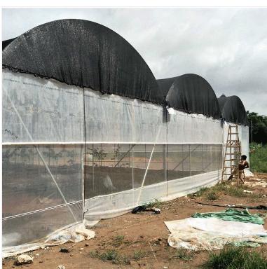 China Single-Span Film Single-Span Film Tomato Cultivation Greenhouse Stable Welding Net Greenhouse Hot Sales/Easily Assembled Agriculture Greenhouse/No for sale