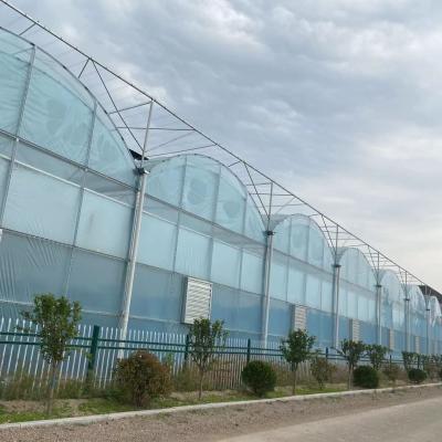 China Stable Structure and Easily Assembled Agriculture Multi-span Arch Plastic Sheet Greenhouse Tomato Greenhouse and Strawberry Greenhouse for sale