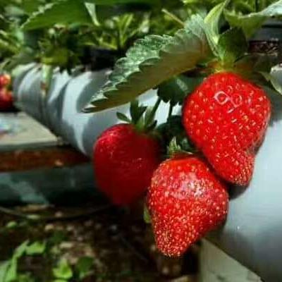 Cina Vegetable Large Size Multi-span Venlo Greenhouse Glass Tomato Greenhouse And Strawberry Greenhous in vendita