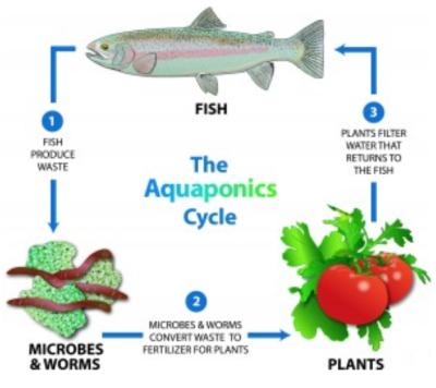 China Stable Structure Easily Assembled Aquaponics Systems Fish And Vegetable Coexist System Smart Commercial Greenhouse For Sale for sale